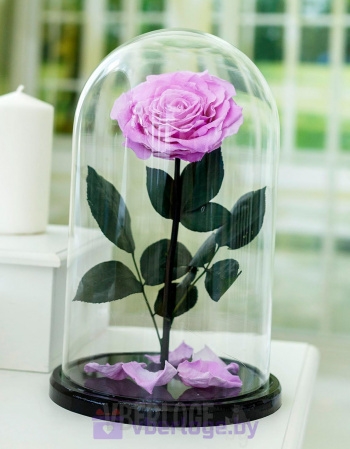 Сиреневая роза в колбе 32 см, Lilac Vip