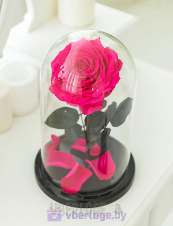 Ярко-розовая роза в колбе 28 см, Magenta King