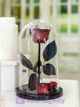 Бордовая роза в колбе 28 см, Maroon Elegant