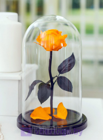 Роза в колбе 28 см, Light Orange Premium