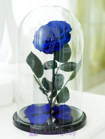 Синяя роза в колбе 32 см, Royal Blue Vip