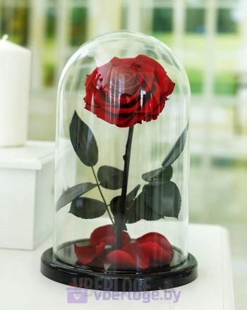 Бордовая роза в колбе 32 см, Maroon Vip