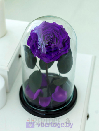 Фиолетовая роза в колбе 28 см, Dark Violett King