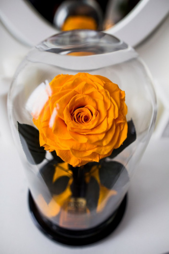 Оранжевая роза в колбе 28 см, Light Orange King