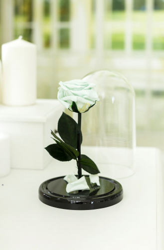 Ментоловая роза в колбе 22 см, Mint Mini