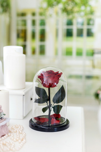 Бордовая роза в колбе 22 см, Maroon