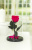 Ярко-розовая вечная роза 22 см, Magenta Mini