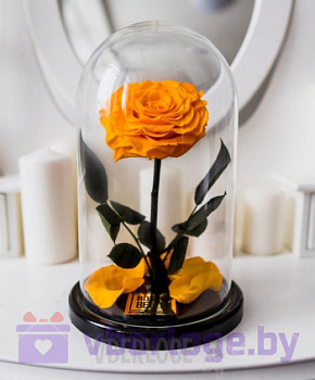 Оранжевая роза в колбе 28 см, Light Orange King