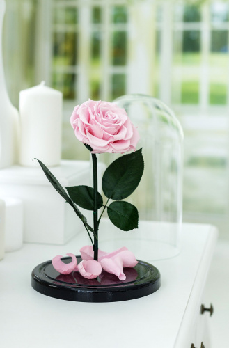 Розовая роза в колбе 28 см, Pretty Pink King
