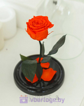 Оранжевая вечная роза 22 см, Light Orange Mini