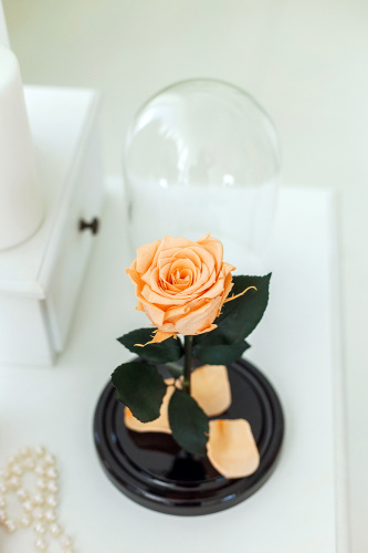 Персиковая роза в колбе 22 см, Peach Mini