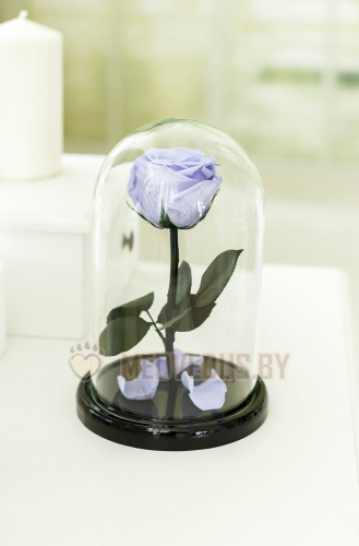 Роза в колбе 28 см, Lilac Premium