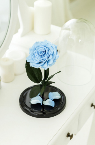 Гоубая роза в колбе 28 см, Baby Blue King