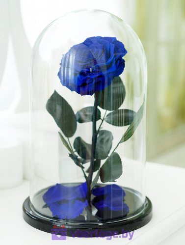 Синяя роза в колбе 32 см, Royal Blue Vip