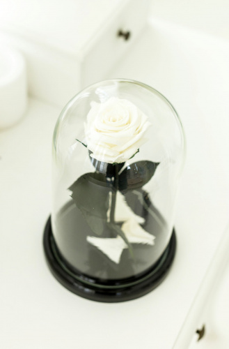 Белая вечная роза 22 см, White Pearl Mini