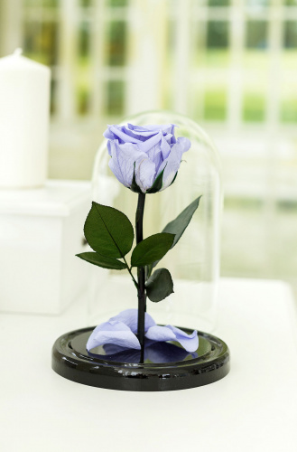 Сиреневая вечная роза 22 см, Lilac Mini