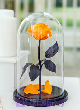 Роза в колбе 28 см, Light Orange Premium
