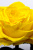 Роза в колбе 28 см, Sunny Premium