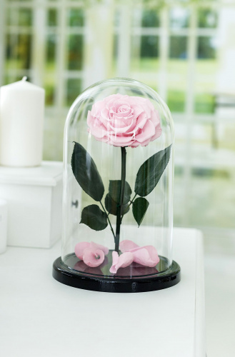 Розовая роза в колбе 28 см, Pretty Pink King