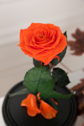 Роза в колбе 28 см, Light Orange Elegant