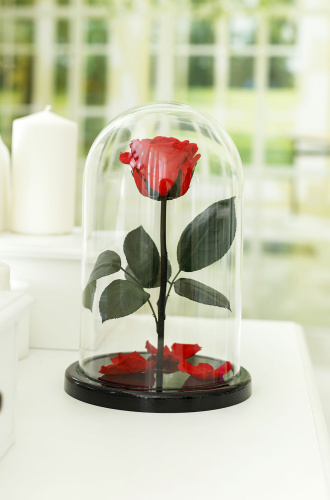 Красная роза в колбе 28 см, Romantic Red Elegant