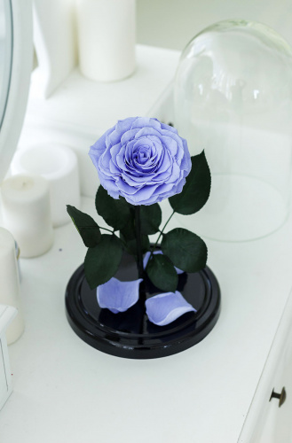 Сиреневая роза в колбе 28 см, Lilac King