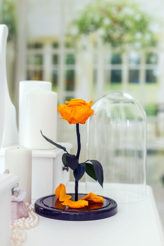 Роза в колбе 28 см, Light Orange Premium