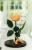 Роза в колбе 28 см, Peach Premium