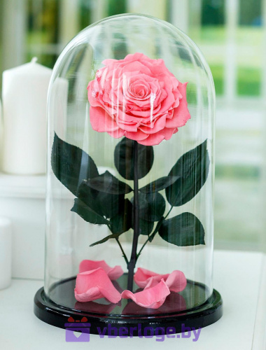 Нежно-розовая роза в колбе 32 см, Pretty Pink Vip